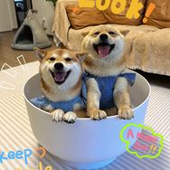 小柴佩奇抖音达人头像