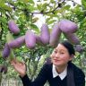 田氏八月瓜专业种植 (一)抖音达人头像