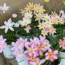 小小家花园抖音达人头像
