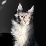 猫总裁抖音达人头像