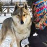 捷克狼犬-胖球麻麻抖音达人头像