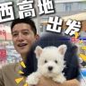 贾大叔的西高地犬舍（直播喽抖音达人头像