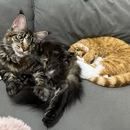 家有猫猫猫和猫抖音达人头像