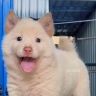 小沐精选田园犬抖音达人头像