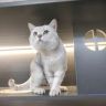 猫主子的猫砂抖音达人头像