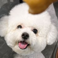 Naomi是只小比熊抖音达人头像