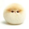 毛球不是猫抖音达人头像