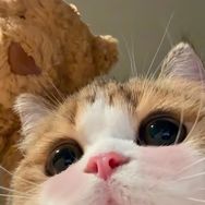 猫猫椰蓉卷抖音达人头像