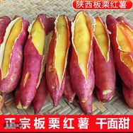 馋嘴猫抖音达人头像