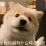 一只桶抖音达人头像