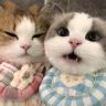 猫咪排毛化毛好物抖音达人头像