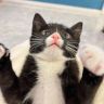 是个猪小咪抖音达人头像