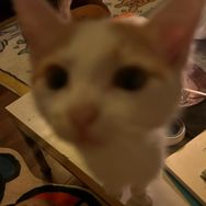 猫不李抖音达人头像