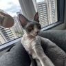 Aismr抖音达人头像