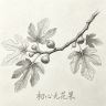 {初心}无花果抖音达人头像