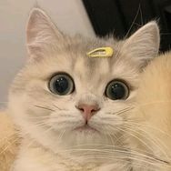 今天更新了嘛抖音达人头像