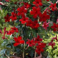 方途园林种子有限公司抖音号头像