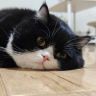 胡糯米🐱抖音达人头像