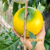 南沙90果农抖音达人头像