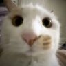 邪恶猫猫抖音达人头像