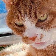 家有猫三宝抖音达人头像