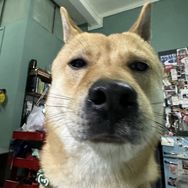 狗不理🪀抖音达人头像