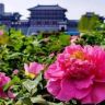 洛阳大唐牡丹抖音达人头像