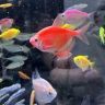 鱼必盛水族抖音达人头像
