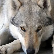 捷克狼犬-DK抖音达人头像