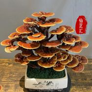 仙芝汇灵芝基地抖音达人头像