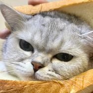 小鹏的喵喵喵抖音号头像