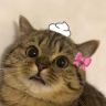 旖旖小虎🐯抖音达人头像
