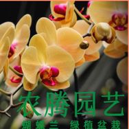 农腾园艺抖音达人头像