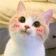 猫猫姐抖音达人头像