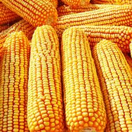 德圣强硕68厂家店抖音号头像