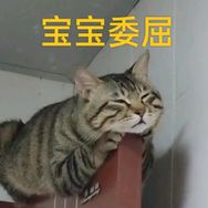 姑姑养的小龙猫抖音达人头像
