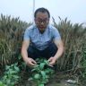 临颍县利平农资抖音达人头像