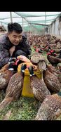 山鸡哥哥盛聚抖音达人头像