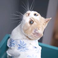 奥迪是只猫抖音达人头像