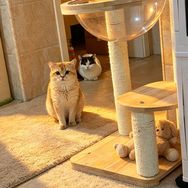 冬冬羊是只猫🐱抖音达人头像