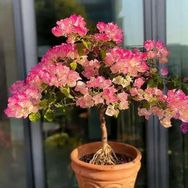 小满的花园抖音达人头像
