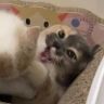 猫不易抖音达人头像