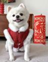 香派宠物抖音达人头像