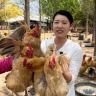 洼洼家散养土鸡抖音达人头像