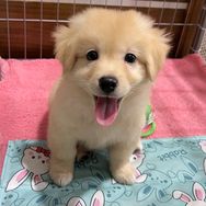 多米成长记抖音达人头像