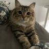 Luna不是只狸花猫抖音达人头像