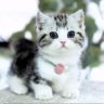 🐱猫小哦🐱抖音达人头像