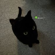 五月不黑🐈‍⬛抖音达人头像