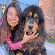 藏獒加布抖音达人头像
