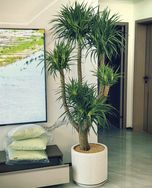 拾美印象绿植店抖音达人头像
